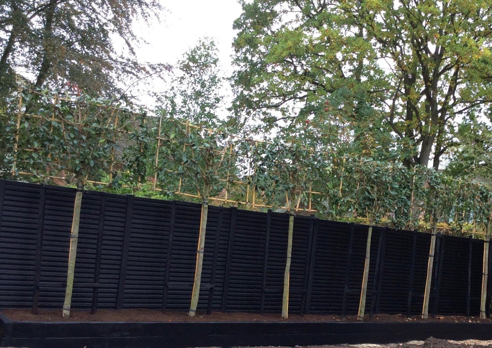 Contemporary black slatted fencing with a row of pleached trees planted above a new border