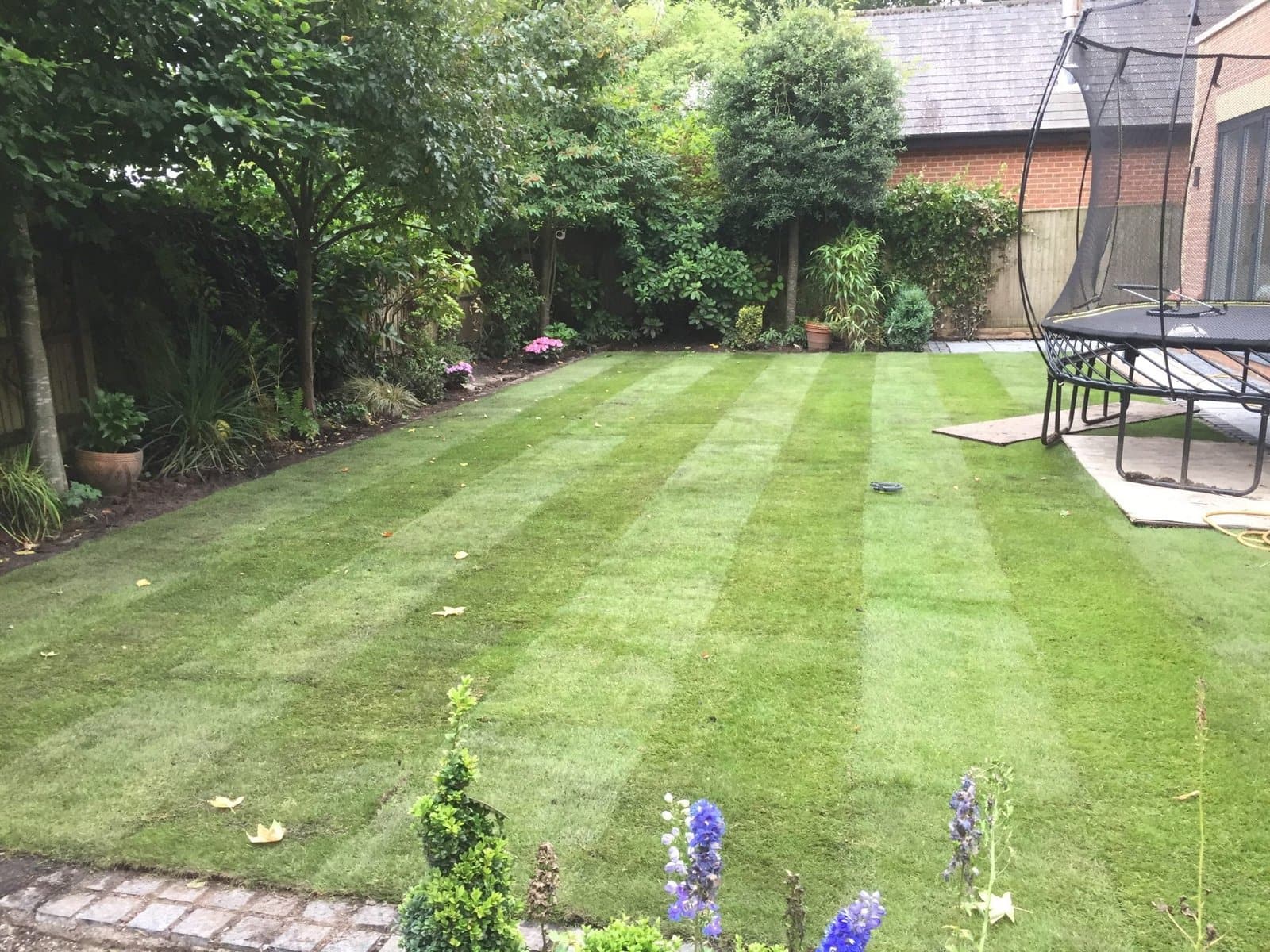 Freshly laid striped lawn bordered by mature planting